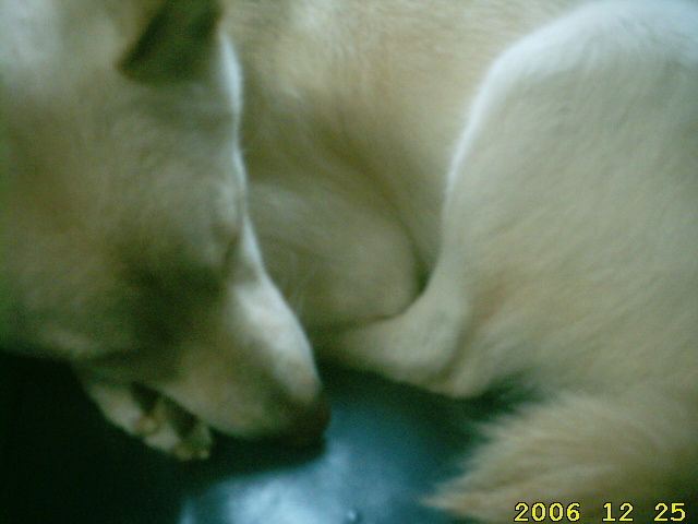 whitey-sleeping-on-foot-2006.jpg